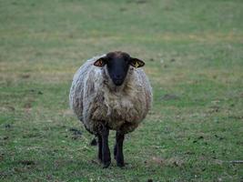 Schafe im deutschen Münsterland foto