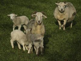 Lämmer und Schafe in Westfalen foto