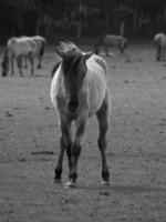 Wildpferde in Deutschland foto