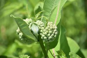 Nahaufnahme einer Seidenpflanze Knospen auf einer Gartenpflanze foto