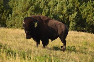 Bison mit Gras auf seinem Horn foto