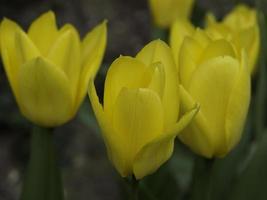 Blumen im Garten foto