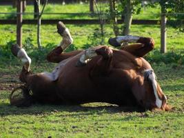 Sommerzeit auf einer Wiese foto