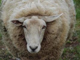 Schafe und Lämmer in Deutschland foto