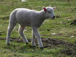 Lämmer und Schafe in Westfalen foto