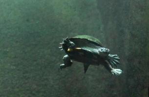 Schildkröte, die im Sommer in trüben Gewässern schwimmt foto