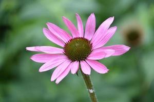 hübsche blühende rosa echinacea-blumenblüte im sommer foto