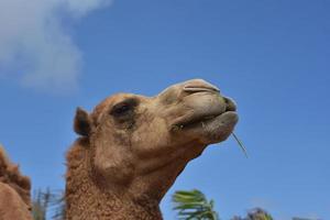 schöner Kopfschuss eines struppigen Kamels foto