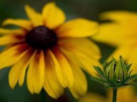 bunte Blumen im Garten foto