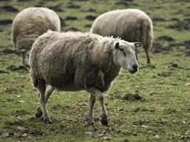 Schafe in Westfalen foto