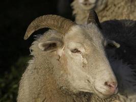 Schafe auf einer Wiese in Deutschland foto