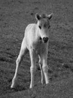 Wildpferde in Deutschland foto