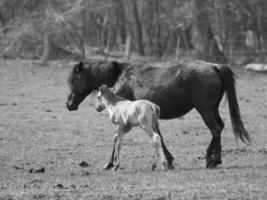 Wildpferde in Deutschland foto