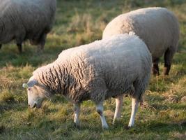 Schafe auf einer Wiese foto