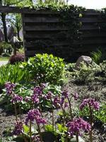 sommerzeit in einem deutschen garten foto