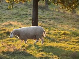 Schafe in Westfalen foto