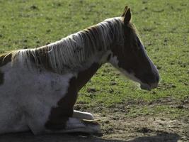 Pferde in westfalen foto