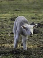 Schafe auf einer Wiese in Westfalen foto