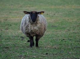 Schafe im deutschen Münsterland foto