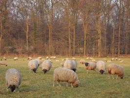 Schafe auf einer deutschen Wiese foto