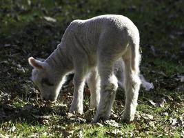 Schafe in Westfalen foto