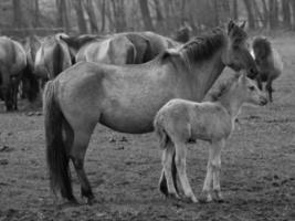 Wildpferde in Deutschland foto