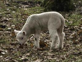 Schafe und Lämmer in Westfalen foto