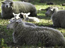 Schafe auf einem Feld in Westfalen foto