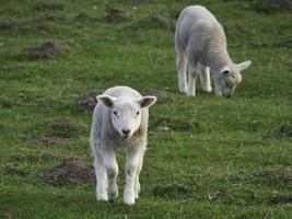 Schafe im deutschen Münsterland