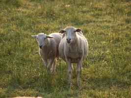 Viele Schafe in Westfalen foto