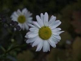 Blutende Blumen im Garten foto