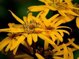 bunte Blumen im Garten foto