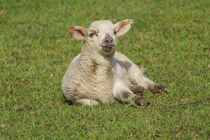 Schafe und Lämmer foto