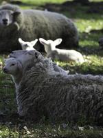 Schafe auf einem Feld in Westfalen foto