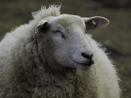 Lämmer und Schafe in Westfalen foto