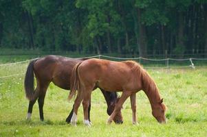Pferde auf einem Germa-Feld foto
