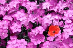 Schöner Garten in Westfalen foto