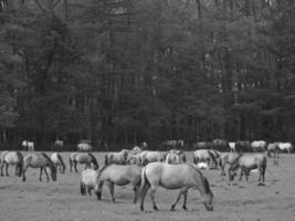 Wildpferde in Deutschland foto