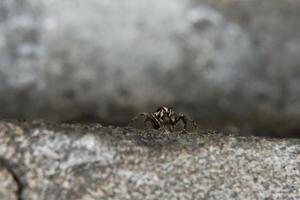 Dies ist ein Makrofoto einer Spinne. Spinnenmakrofoto, Springspinnenfoto, Nahaufnahmefoto der Spinne. foto