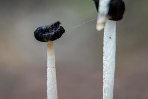 Schöne Nahaufnahme von Waldpilzen im Gras, Herbstsaison. kleine frische Pilze, die im Herbstwald wachsen. Pilze und Blätter im Wald. Pilzsammelkonzept. foto