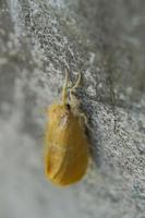 schöner kleiner gelber schmetterling thront auf der wand eurema andersoni, thailändischer schmetterling foto