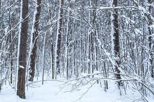 Winter-Kiefernwald mit Schnee bedeckt. schönes Winterpanorama bei Schneefall foto