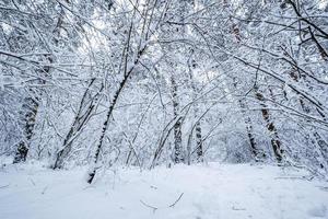 Winter-Kiefernwald mit Schnee bedeckt. schönes Winterpanorama bei Schneefall foto