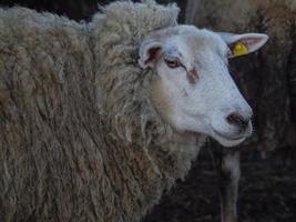 Schafe in Westfalen foto