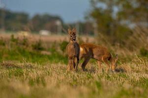 wildes Reh foto