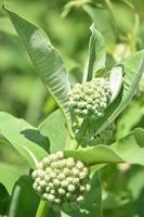 angehende grüne Wolfsmilchpflanze im Sommer foto