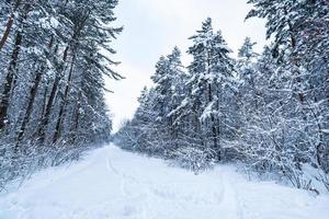 Winter-Kiefernwald mit Schnee bedeckt. schönes Winterpanorama bei Schneefall foto