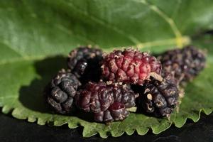 Nahaufnahme von reifen, roten und dunklen Maulbeeren, die auf einem Maulbeerblatt liegen. Es gibt Platz für Text. foto