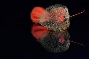 Nahaufnahme des Rahmens einer chinesischen Laternenblume mit einer Beere in der Mitte vor einem dunklen Hintergrund, auf dem sich die Blume widerspiegelt foto