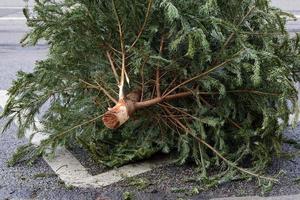 nach weihnachten steht ein gebrauchter weihnachtsbaum am straßenrand, der vom abholdienst abgeholt werden soll. foto